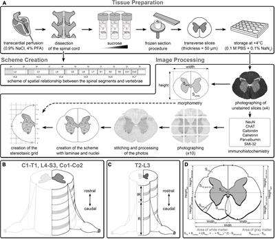 Neurochemical atlas of the cat spinal cord